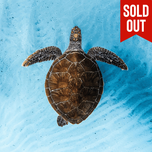 Ocean Film Festival World Tour